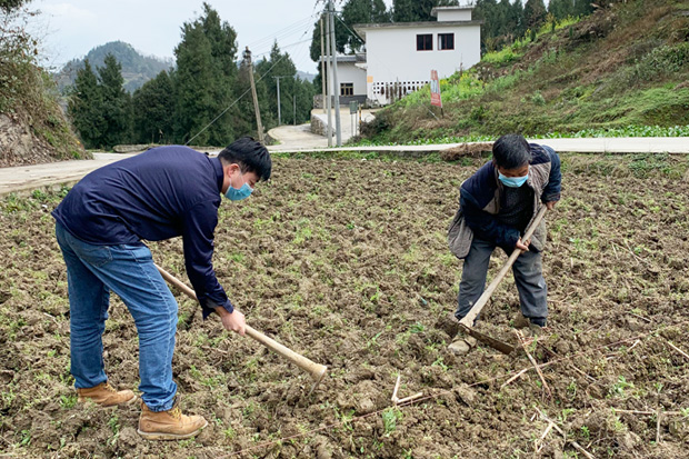 贵州中烟遵义烟厂驻村干部带领村民防疫抢春耕